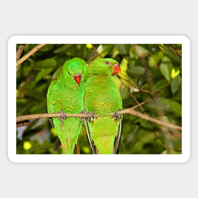 Scaly-breasted Lorikeets Sticker by Carole-Anne